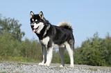 ALASKAN MALAMUTE 393